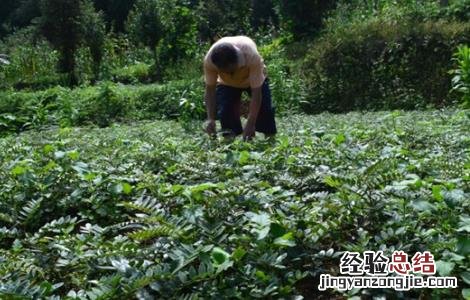 山豆根怎么种 山豆根怎么种植技术