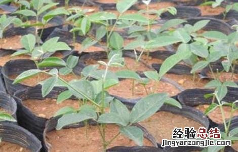 山豆根怎么种 山豆根怎么种植技术