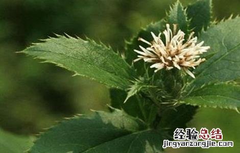 苍术田间种植与管理 苍术的田间管理