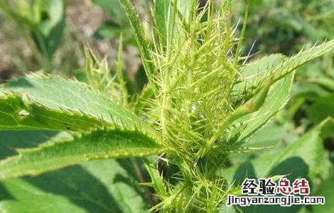 苍术田间种植与管理 苍术的田间管理