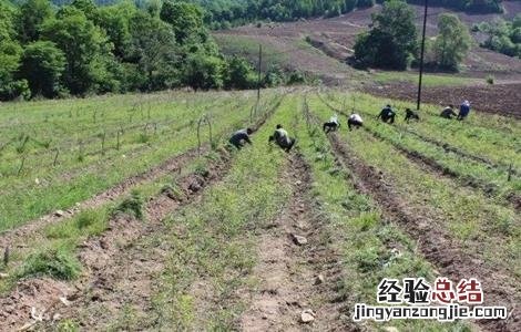 苍术田间种植与管理 苍术的田间管理