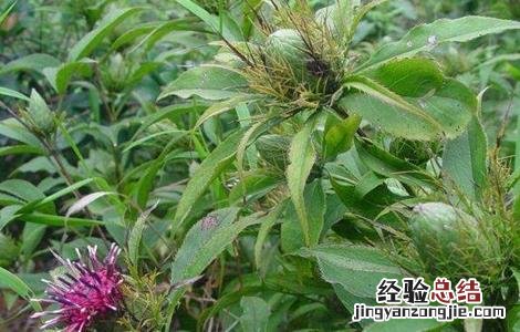 苍术田间种植与管理 苍术的田间管理