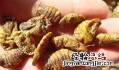 蚕蛹如何冷冻保存 蚕蛹怎么冷冻保存方法