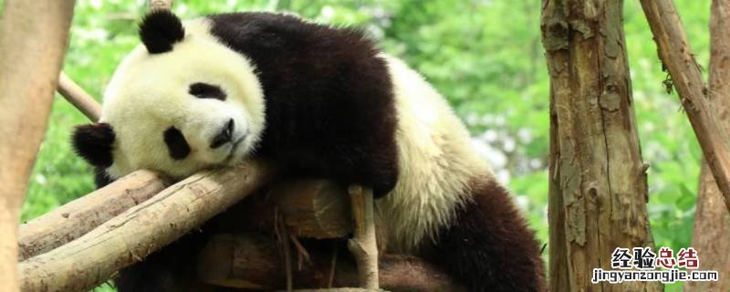 大熊猫的耳朵是什么样子的 大熊猫的耳朵是什么呀