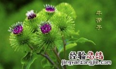 牛蒡子的功效与作用 牛蒡子的功效与作用及禁忌