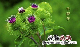 牛蒡子的功效与作用 牛蒡子的功效与作用及禁忌