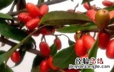 牛奶子的功效与作用图片 牛奶子的功效与作用