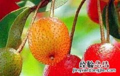牛奶子的功效与作用图片 牛奶子的功效与作用