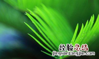 铁树叶的功效与作用 铁树叶的功效与作用及禁忌