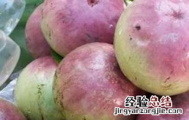 牛奶果怎么吃的好 牛奶果怎么吃的