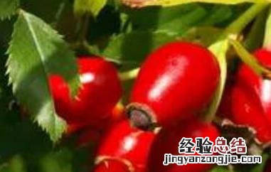 玫瑰果的功效与作用、禁忌和食用方法 玫瑰果的功效与作用