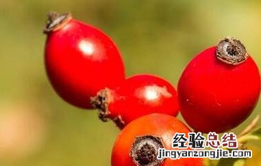 玫瑰果的功效与作用、禁忌和食用方法 玫瑰果的功效与作用