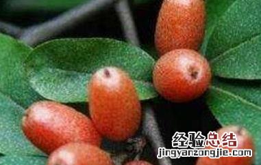 神秘果有什么害处和功效 神秘果有什么害处