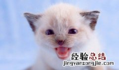 关于动物的名言名句成语 关于动物的名言名句
