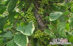 五味子药害最好办法 五味子药害症状及补救措施
