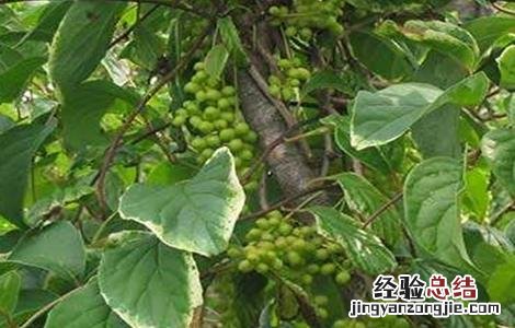 五味子药害最好办法 五味子药害症状及补救措施