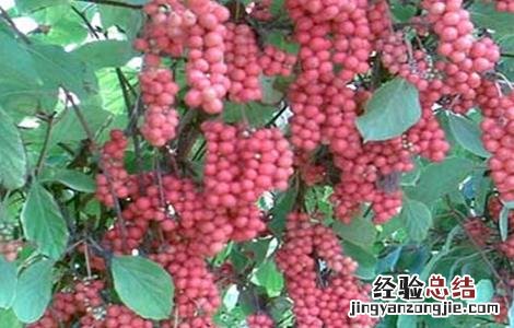 五味子药害最好办法 五味子药害症状及补救措施