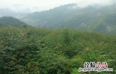 钩藤的繁殖方法图解 钩藤的繁殖方法