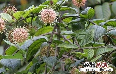 钩藤的繁殖方法图解 钩藤的繁殖方法