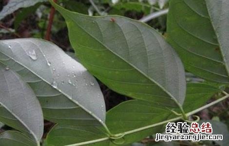 钩藤的繁殖方法图解 钩藤的繁殖方法