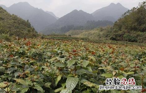 钩藤的繁殖方法图解 钩藤的繁殖方法