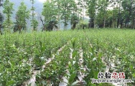 苍术的繁殖方法有几种 苍术的繁殖方法