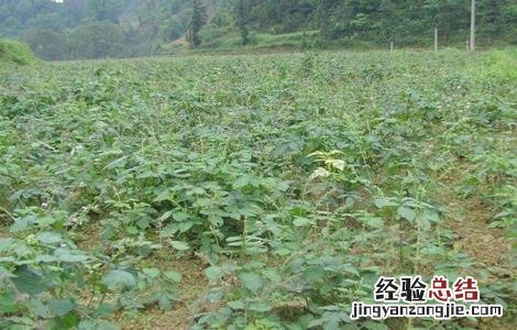 苍术的繁殖方法有几种 苍术的繁殖方法