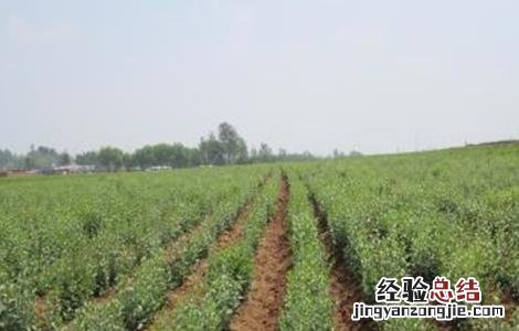 苍术的繁殖方法有几种 苍术的繁殖方法