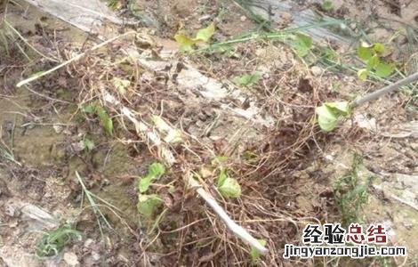 山药死藤原因及防治方法 山药死藤原因及防治方法