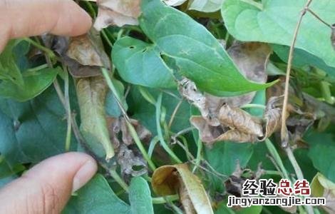 山药死藤原因及防治方法 山药死藤原因及防治方法