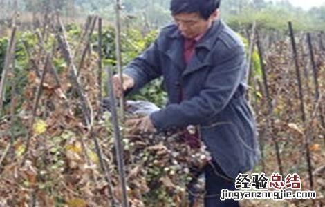 山药死藤原因及防治方法 山药死藤原因及防治方法