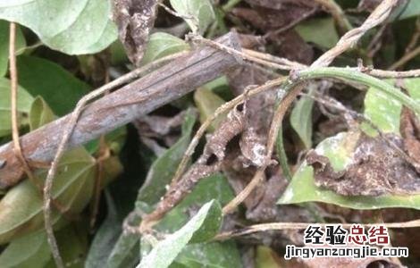 山药死藤原因及防治方法 山药死藤原因及防治方法