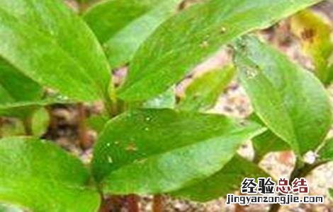 辛夷种植技术 辛夷的繁殖方法