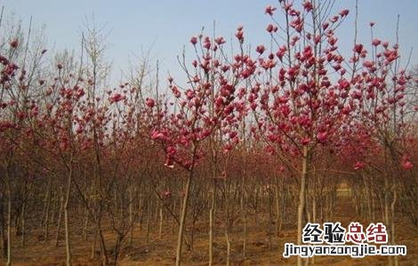 辛夷种植技术 辛夷的繁殖方法