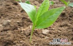辛夷种植技术 辛夷的繁殖方法