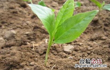 辛夷种植技术 辛夷的繁殖方法