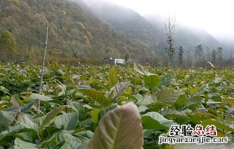 辛夷种植技术 辛夷的繁殖方法