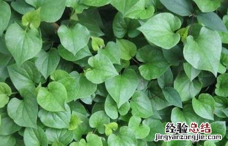 鱼腥草种植需要注意哪些问题 鱼腥草是怎样种植和管理