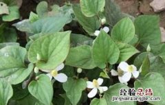 鱼腥草种植需要注意哪些问题 鱼腥草是怎样种植和管理