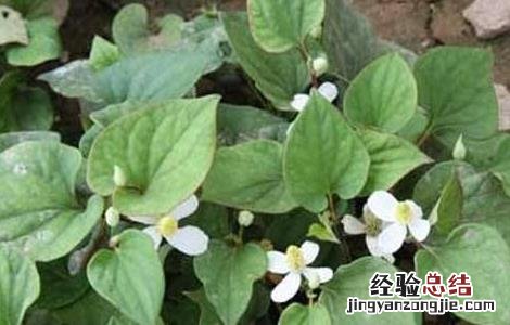 鱼腥草种植需要注意哪些问题 鱼腥草是怎样种植和管理