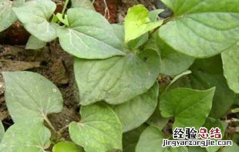 鱼腥草种植需要注意哪些问题 鱼腥草是怎样种植和管理