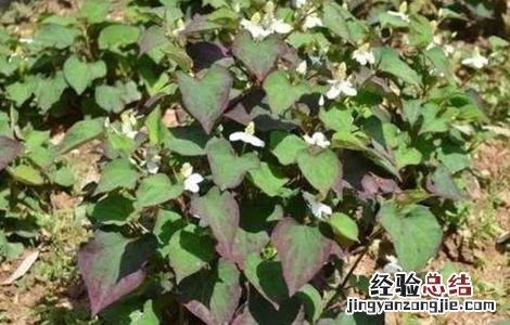 鱼腥草种植需要注意哪些问题 鱼腥草是怎样种植和管理