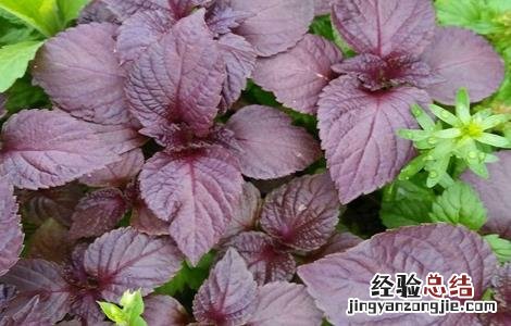 紫苏的田间管理 紫苏田间管理要点