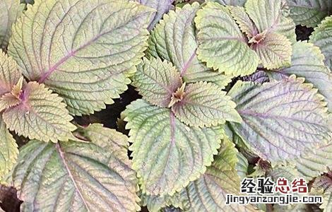 紫苏的田间管理 紫苏田间管理要点