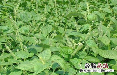 紫苏的田间管理 紫苏田间管理要点
