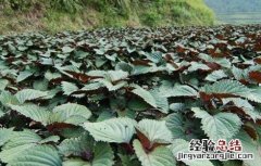 紫苏的田间管理 紫苏田间管理要点