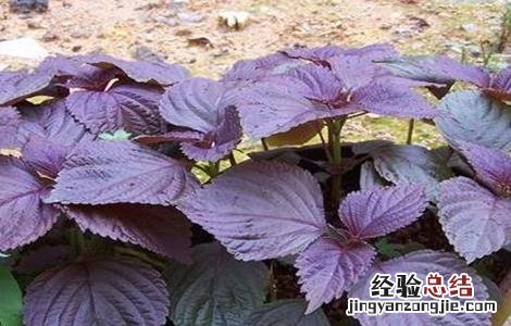 紫苏的田间管理 紫苏田间管理要点