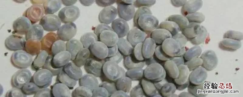 蚕卵的形状是扁圆形还是椭圆形 蚕卵是扁圆形还是椭圆形