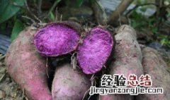紫淮山药的功效与作用 紫淮山药的功效有哪些