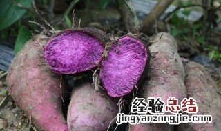 紫淮山药的功效与作用 紫淮山药的功效有哪些
